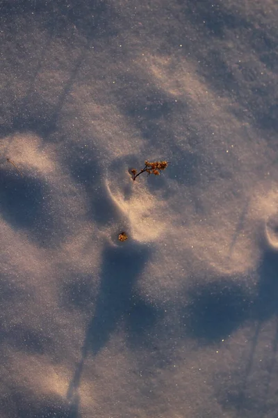 Amarelo Seco Congelado Planta Haste Neve Close — Fotografia de Stock