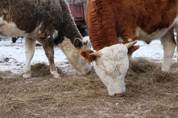 Jeune Vache Taureau Génisse Pâturage Manger Foin Sur Les Terres — Photo