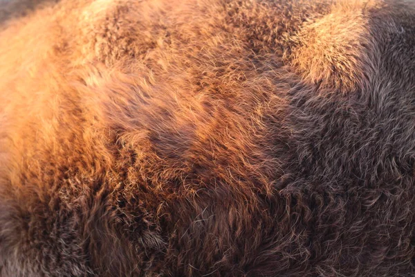 動物性毛皮のテクスチャの背景クローズアップふわふわの髪 — ストック写真