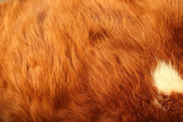 Állati Szőrme Textúra Háttér Közelkép Fluffy Hair — Stock Fotó
