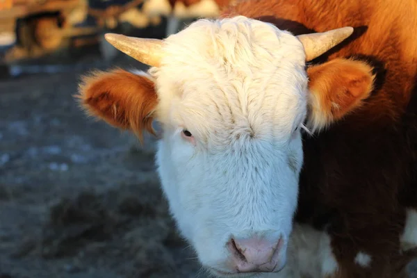 Fluffy Horned Cow Portrait Vit Röd Tjur Med Söt Rosa — Stockfoto