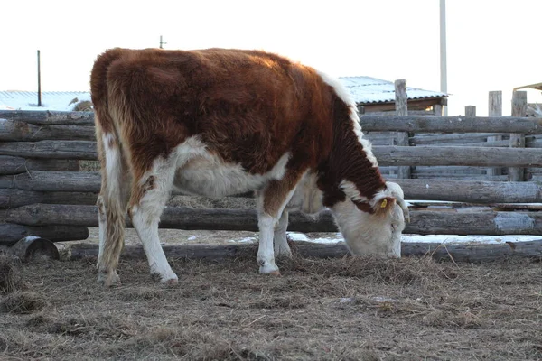 冬季奶牛在农场里吃草 毛茸茸的灰红色和白色角奶牛和木制农场围栏 — 图库照片