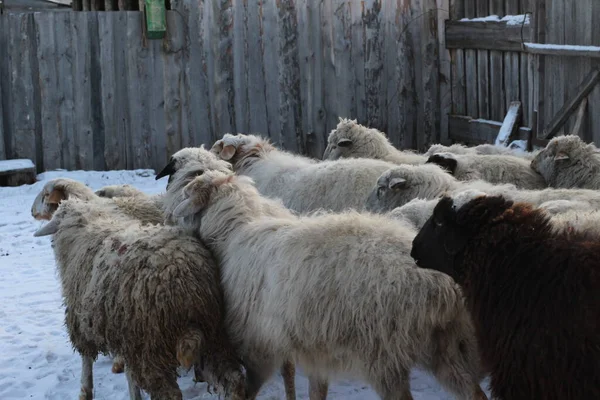Flock of Sheep on Farmland Grazing Running Trhough Wooden Gate to Eat Hay in Winter. Fluffy Wool Livestock Group of Animals in Village