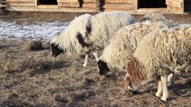 Video Flock Sheep Farmland Grazing Curiously Looking Camera While Eating — Vídeo de stock