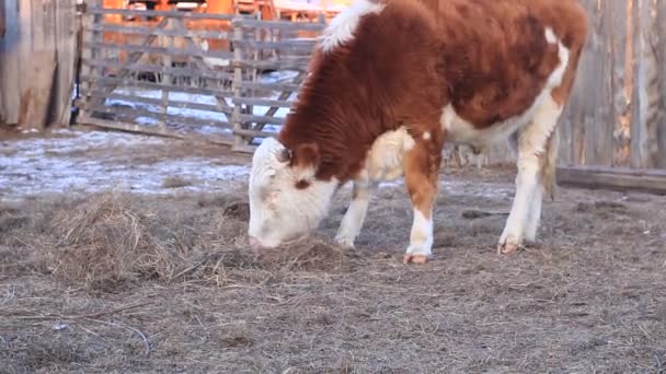 Video Cow Heifer Grazing Eating Hay Farmland Winter Inglês Gado — Vídeo de Stock