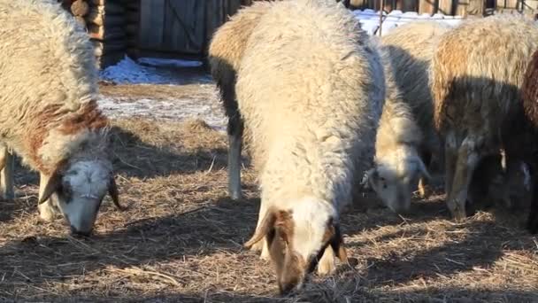 Video Flock Sheep Farmland Grazing Curiously Looking Camera While Eating — Vídeo de stock