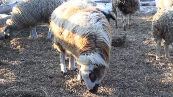 Vidéo Troupeau Moutons Sur Les Pâturages Agricoles Curieusement Regarder Caméra — Video