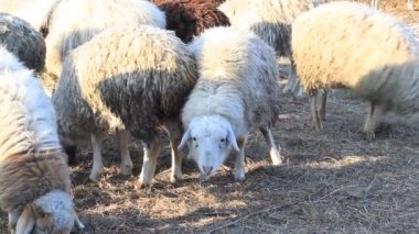 Çiftlik arazisindeki Koyun Sürüsü 'nün Kışın Saman yerken Kameraya Bakışı. Köydeki Komik Yumuşak Yün Hayvancılık Grubu 