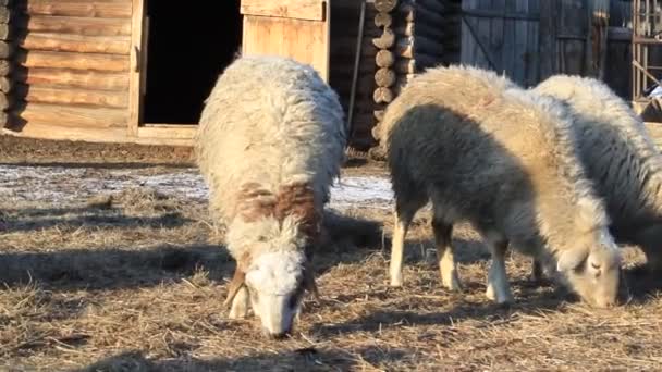 Vidéo Troupeau Moutons Sur Les Pâturages Agricoles Curieusement Regarder Caméra — Video