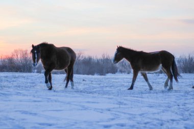 Kış Diyarı 'nda Koşan Atlar Sürüsü. Güzel Bane, Kestane, Gri Karabasan ve Fluffy Fur Mane ve Tails ile Aygır