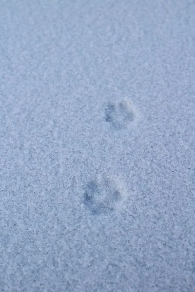 Wild Animal Paws Footprints on White Snow Ice Surface in Wildlife