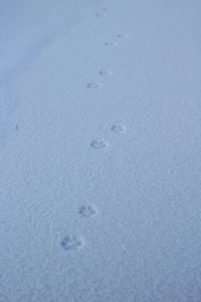 野生动物白雪冰面上的野生动物爪子脚印 — 图库照片