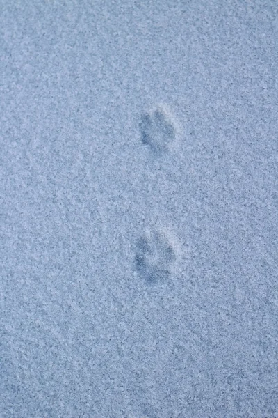 Empreintes Pas Animaux Sauvages Sur Surface Glace Blanche Neige Dans — Photo