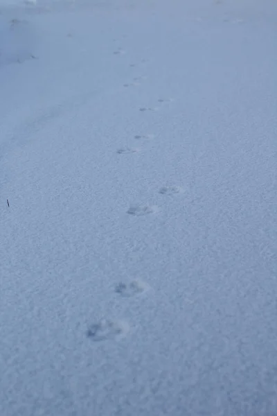 野生动物白雪冰面上的野生动物爪子脚印 — 图库照片