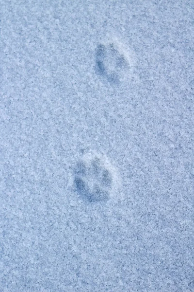 Fußabdrücke Wilder Tiere Auf Der Oberfläche Des Weißen Schneeeises Der — Stockfoto