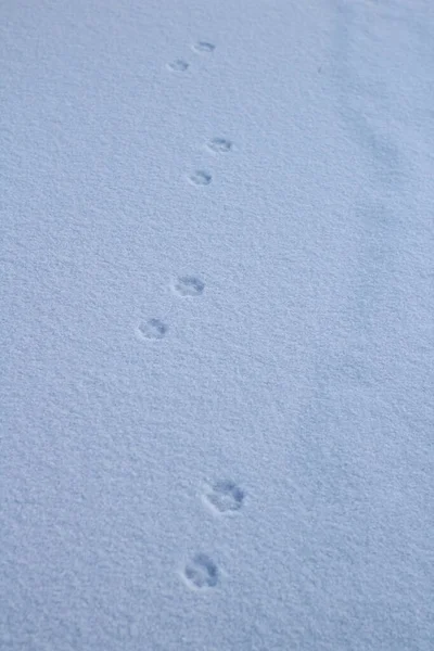 野生动物白雪冰面上的野生动物爪子脚印 — 图库照片