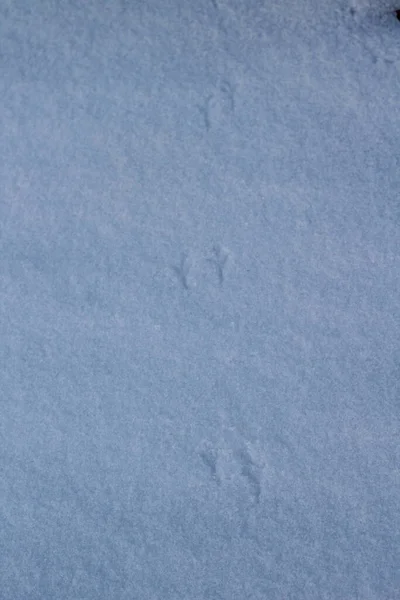 Kleine Vogeltjes Voetsporen Voetpad Snowdrifts Koud Wit Sneeuw Achtergrond — Stockfoto