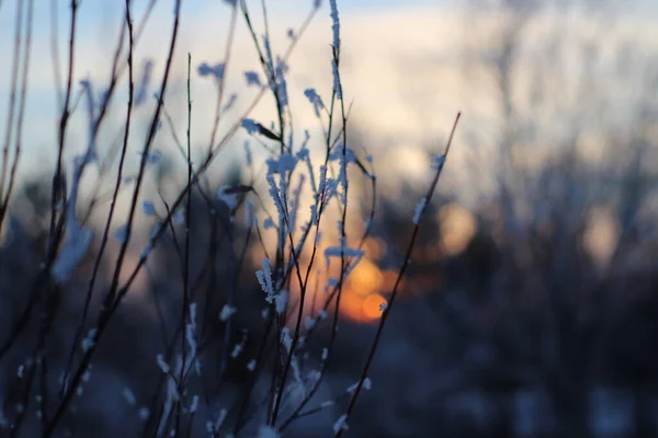 冬の日没の夜明けに白い霜で覆われた裸の木の枝 — ストック写真