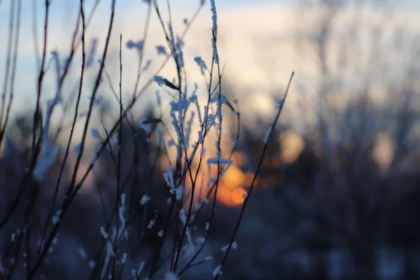 Bare Tree Branches Cover White Frost Winter Sunset Dawn — стокове фото