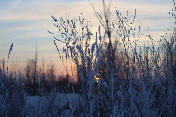 冬の日没の夜明けに白い霜で覆われた裸の木の枝 — ストック写真