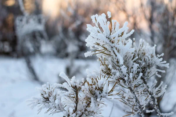 Gałęzie Sosny Pokryte Białym Mrozem Śniegiem Zimowy Zachód Słońca — Zdjęcie stockowe