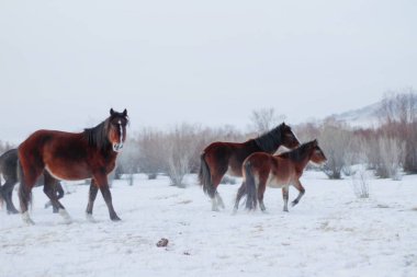 Kış Diyarı 'nda Koşan Atlar Sürüsü. Güzel Bay Chestnut, Gri Karabasan ve Fluffy Fur Mane ve Tails ile Aygır.