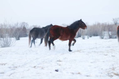 Kış Diyarı 'nda Koşan Atlar Sürüsü. Güzel Bay Chestnut, Gri Karabasan ve Fluffy Fur Mane ve Tails ile Aygır.