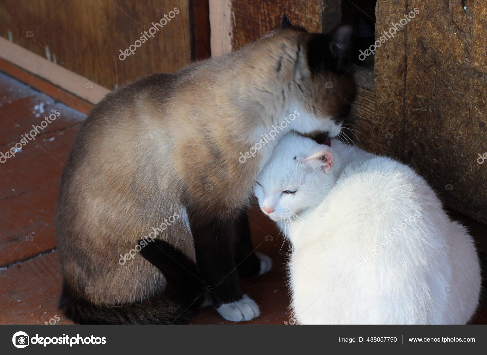 Deux Beaux Chats Lechant Autre Chatons Siamois Blancs Fourrure Moelleuse Image Libre De Droit Par Tnglg C Deux Beaux Chats Lechant Autre Chatons Siamois Blancs Fourrure Moelleuse Image Libre De Droit Par Tnglg C