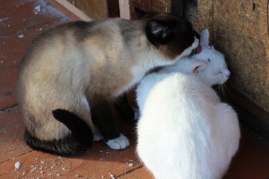 Birbirini yalayan iki sevimli kedi. Tahta verandada tüylü kürklü siyam ve beyaz kedi yavruları 