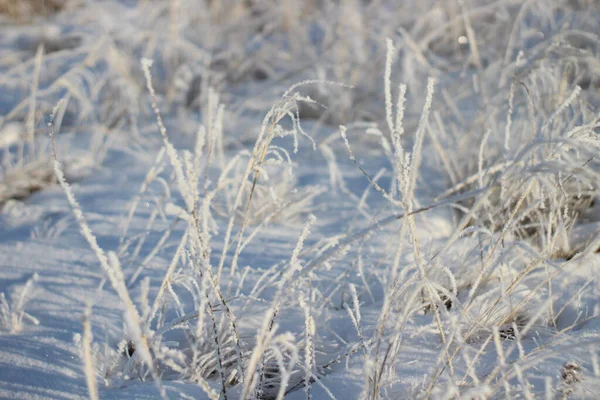 Belle Vue Sur Herbe Gelée Sur Terrain Hiver Par Temps — Photo