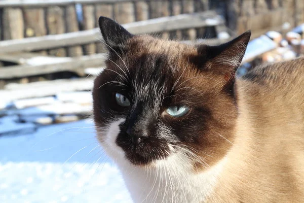 Siamesische Katze Mit Blauen Augen Die Kamera Lustiges Süßes Kätzchen — Stockfoto