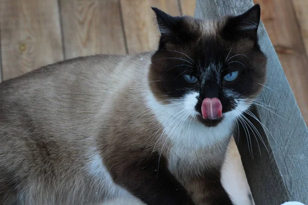 Siamesisk Katt Med Klarblå Ögon Slickar Näsan Med Rosa Tunga — Stockfoto