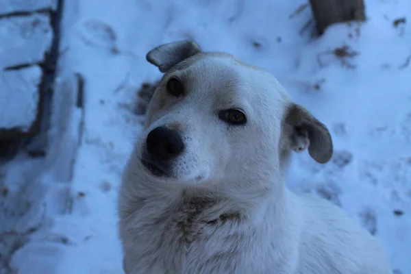 White Young Dog Κοιτάζοντας Κάμερα Καστανά Μάτια Και Μαύρη Μύτη — Φωτογραφία Αρχείου