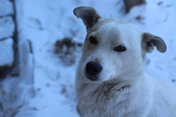 Vit Ung Hund Tittar Kamera Med Bruna Ögon Och Svart — Stockfoto