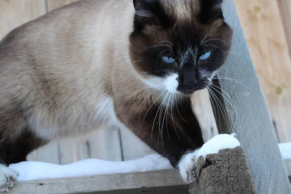 Σιαμέζικη Γάτα Φωτεινά Μπλε Μάτια Χνουδωτά Χαριτωμένο Γατάκι Λευκά Μουστάκια — Φωτογραφία Αρχείου
