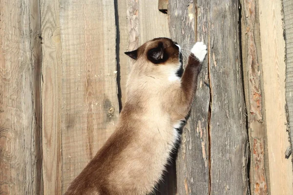 Siamesiska Katt Skärpning Klor Träby Staket Post Fluffy Furry Inhemska — Stockfoto