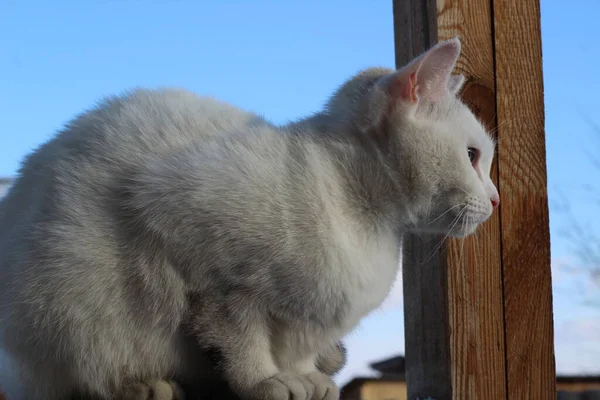 Wütende Weiße Katze Flauschiges Fell Und Schnurrhaare Mit Rosa Nase — Stockfoto