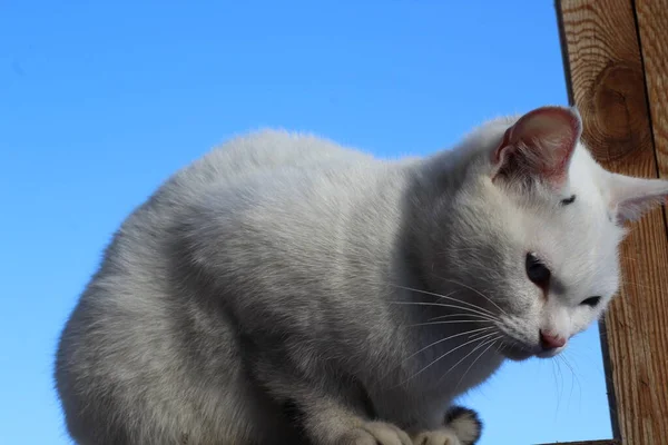 Θυμωμένη Άσπρη Γάτα Αφράτη Γούνα Και Μουστάκια Ροζ Μύτη Και — Φωτογραφία Αρχείου