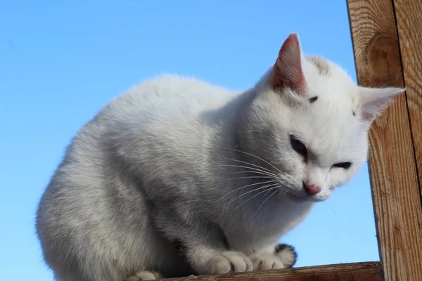 Zły Biały Kot Puszyste Futra Wąsy Różowym Nosem Niebieskie Oczy — Zdjęcie stockowe