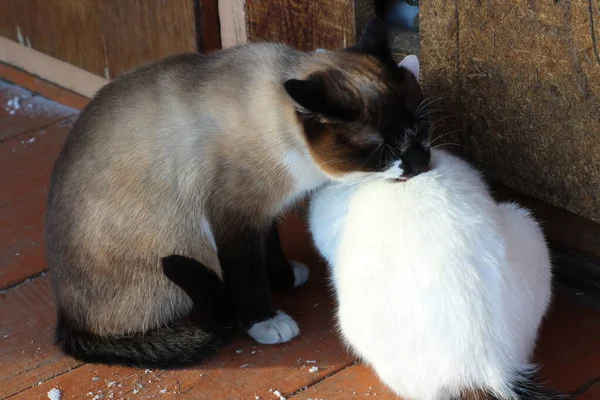 Birbirini yalayan iki sevimli kedi. Tahta verandada tüylü kürklü siyam ve beyaz kedi yavruları 
