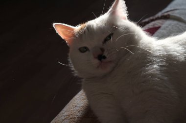 Uykucu Uykucu Kedi Sarı Gözler, Pembe Kulaklar ve Benekli Burunlu Yumuşak Kedi Yavrusu