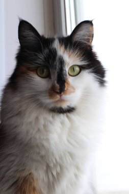 Sarı Gözlü Üç Renkli Yumuşak Kedi Pencere 'de otururken kameraya bakıyor