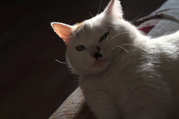 睡懒觉的猫躺在沙发绒毛猫身上 黄眼睛 透明的粉色耳朵和斑点鼻子 — 图库照片