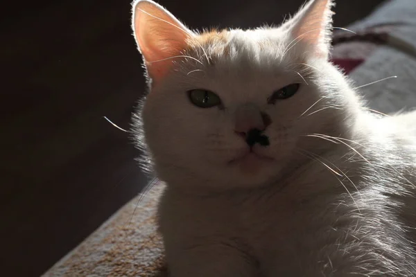 睡懒觉的猫躺在沙发绒毛猫身上 黄眼睛 透明的粉色耳朵和斑点鼻子 — 图库照片