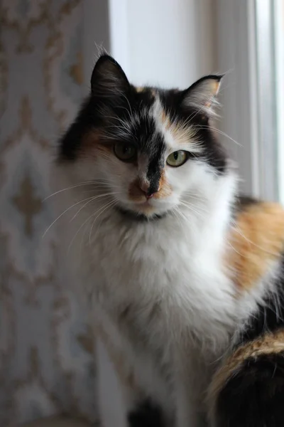 Tricolor Fluffy Cat Yellow Green Eyes Při Pohledu Fotoaparát Při — Stock fotografie