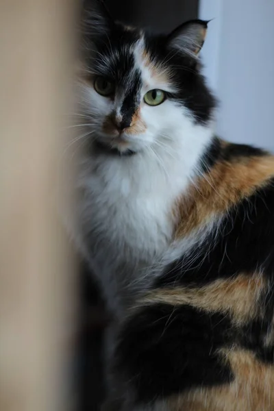 Tricolor Fluffy Cat Con Ojos Verdes Amarillos Mirando Cámara Mientras — Foto de Stock