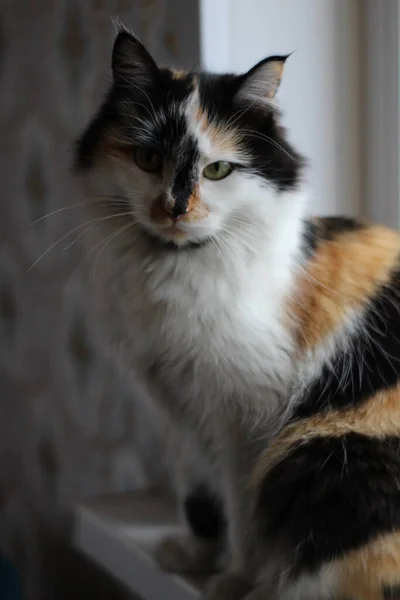 Tricolor Fluffy Cat Yellow Green Eyes Looking Camera While Sitting — Stock Photo, Image