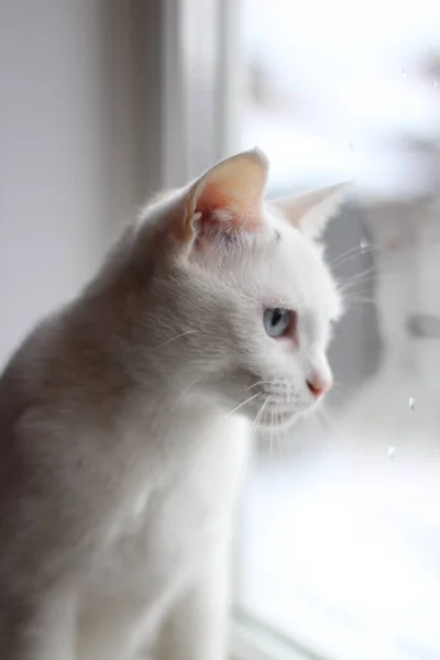 Gato Fofo Branco Com Olhos Azuis Brilhantes Olhando Curiosamente Para — Fotografia de Stock