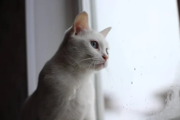 Parlak Mavi Gözlü Beyaz Pofuduk Kedi Merakla Pencereden Dışarı Bakıyor
