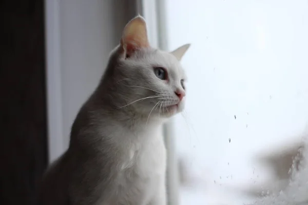 Parlak Mavi Gözlü Beyaz Pofuduk Kedi Merakla Pencereden Dışarı Bakıyor — Stok fotoğraf